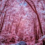 A vertical low angle shot of a road surrounded by beautiful tall trees shot in infrared